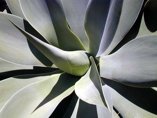 Agave plant