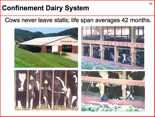 Confinement Dairy: Jail for Cows