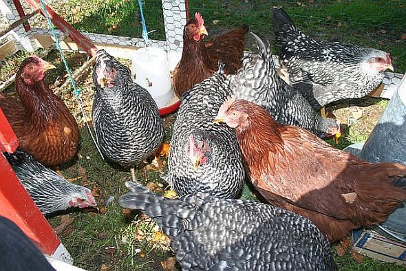 The Leftover Queen's Chickens