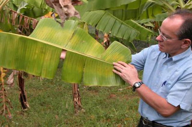 Magnesium deficiency in banana leaf