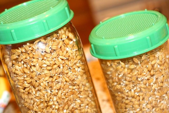 Sprouting wheat berries