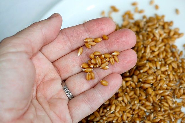 Sprouting Wheat Berries