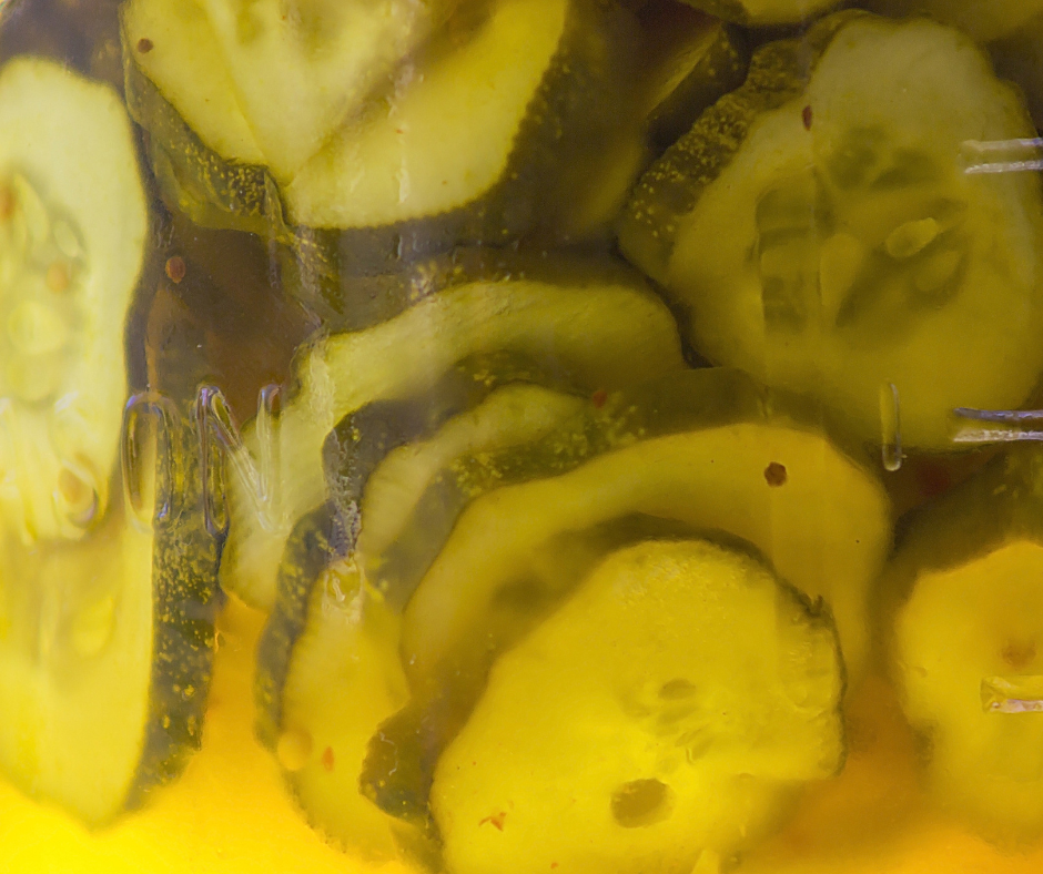 Easy Fermented Dill Pickles