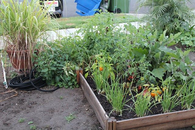 Front Yard Vegetable Garden Makeover: Part Three