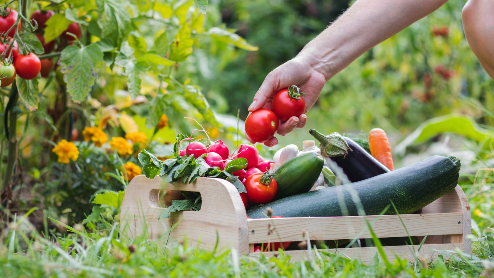 10 Steps for Starting an Organic Garden