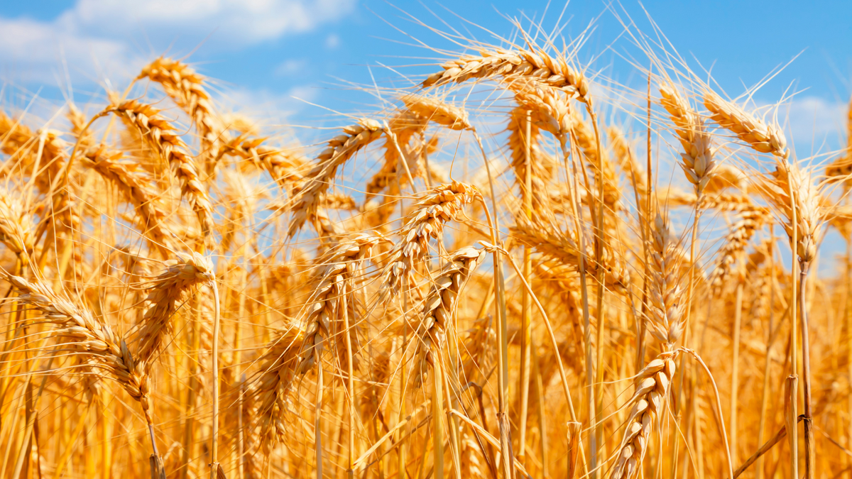 Is Wheat Toxic? Is Wheat GMO? Or Is This Just Fake News?