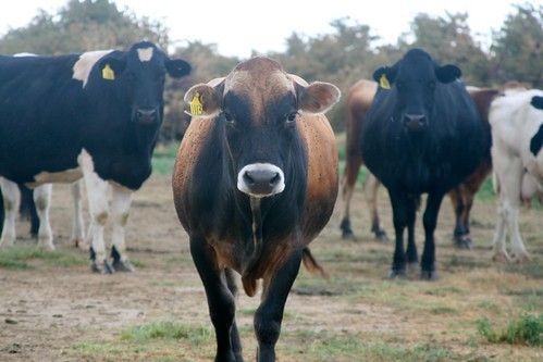 Will the Real California Happy Cows Please Stand Up?