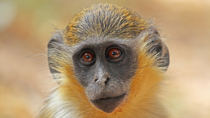 BREAKING: Green Monkey DNA Found in C0VID-19 Shots