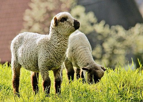 Baby lambs on sustainable farm