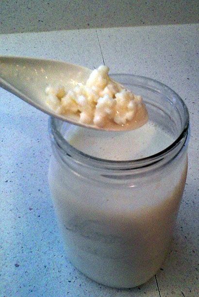 The Horting Family: Kefir grains