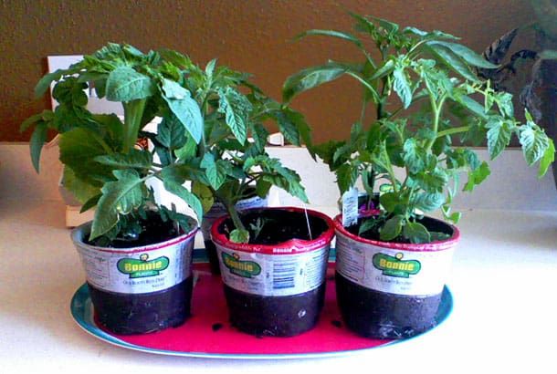 The Horting Family: New tomato plants