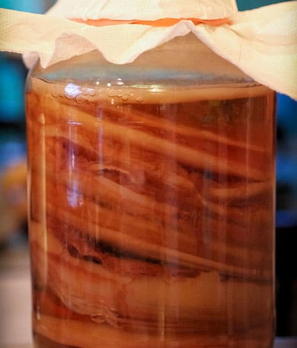 Kombucha Scoby Hotel