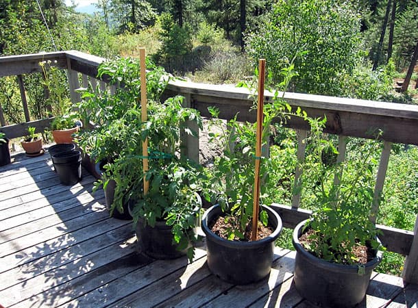 Radically Natural Living: Tomatoes and peppers