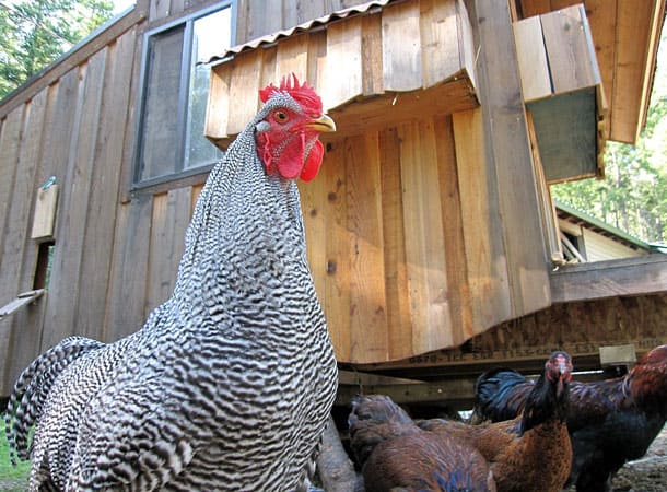 Radically Natural Living: Zebra the Barred Rock rooster></a></dt>
<dd class=