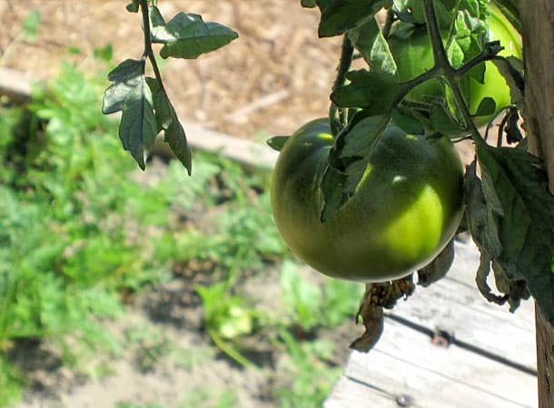 Radically Natural Living: Growing tomato
