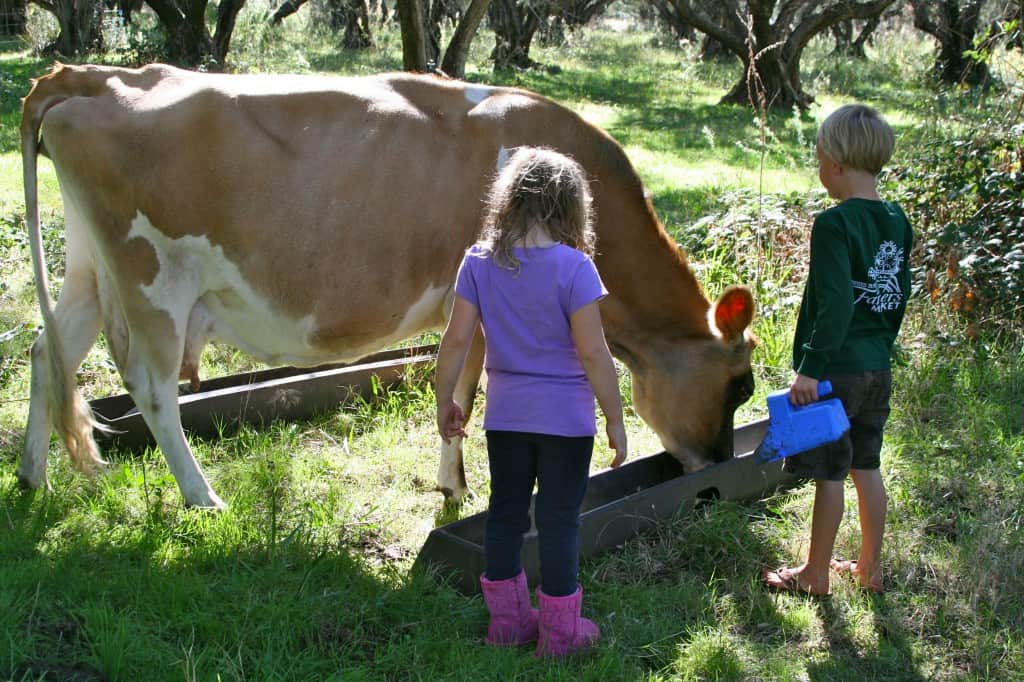 Glamping (Glamorous Camping) Trip at Chaffin Orchards