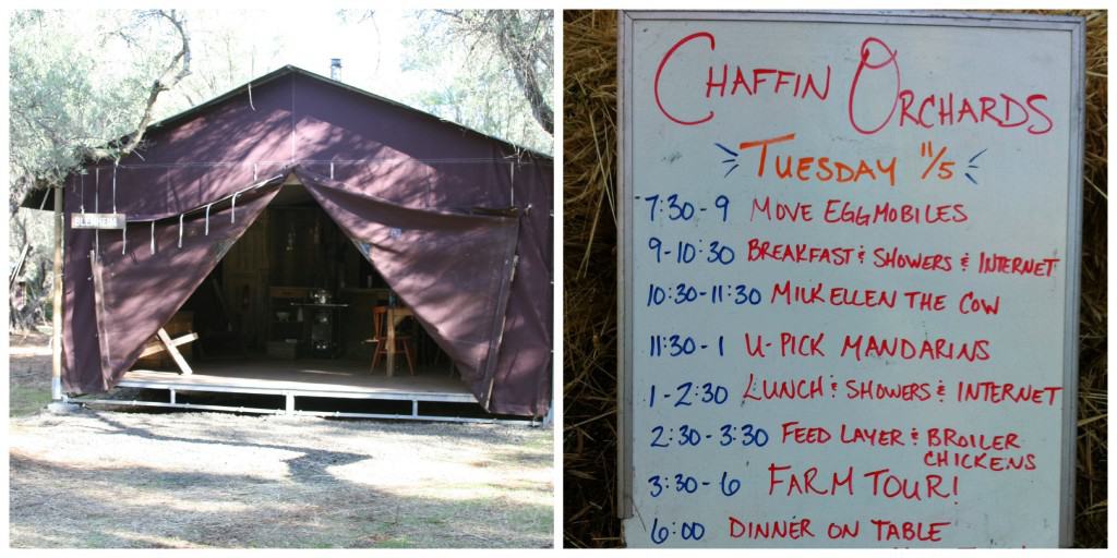 Glamping (Glamorous Camping) Trip at Chaffin Orchards