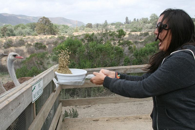 Organic Wine Country Weekend in Southern California part 2 -- Emily feeding ostriches 2