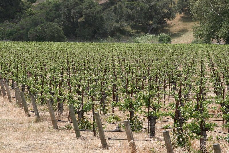 Organic Wine Country Weekend in Southern California part 2