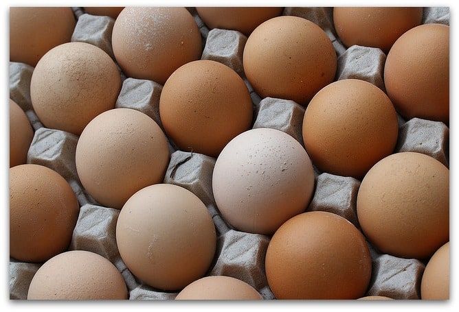 eggs