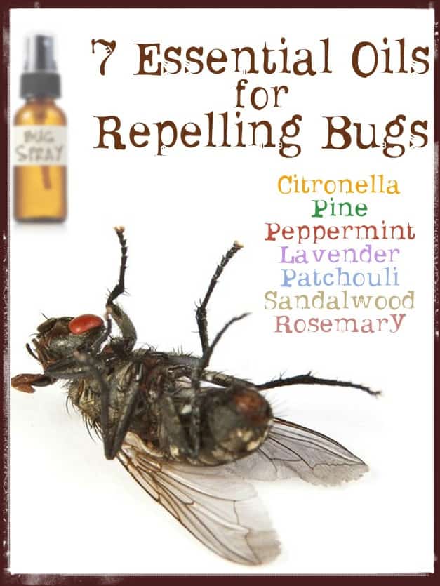homemade_bug_repellent