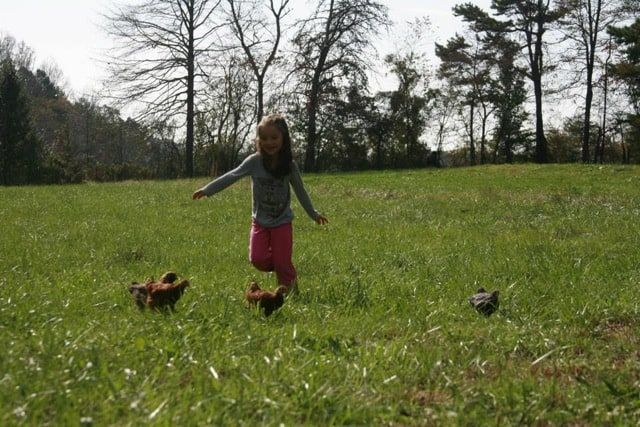 backyard chickens