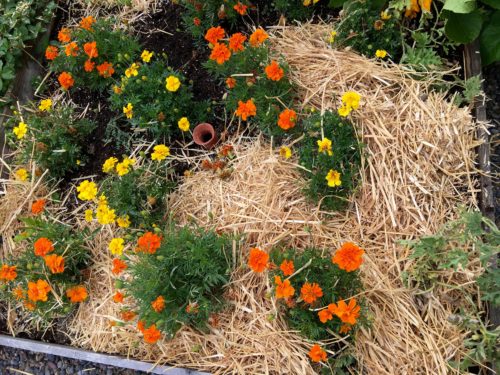 Adding straw mulch to my marigolds