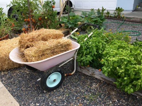 Straw in the wheelbarrow