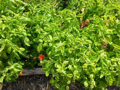 My basil plants going crazy