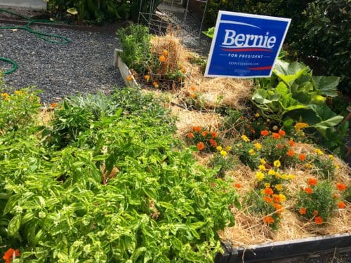 Straw mulch