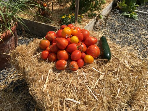 Saturday morning harvest