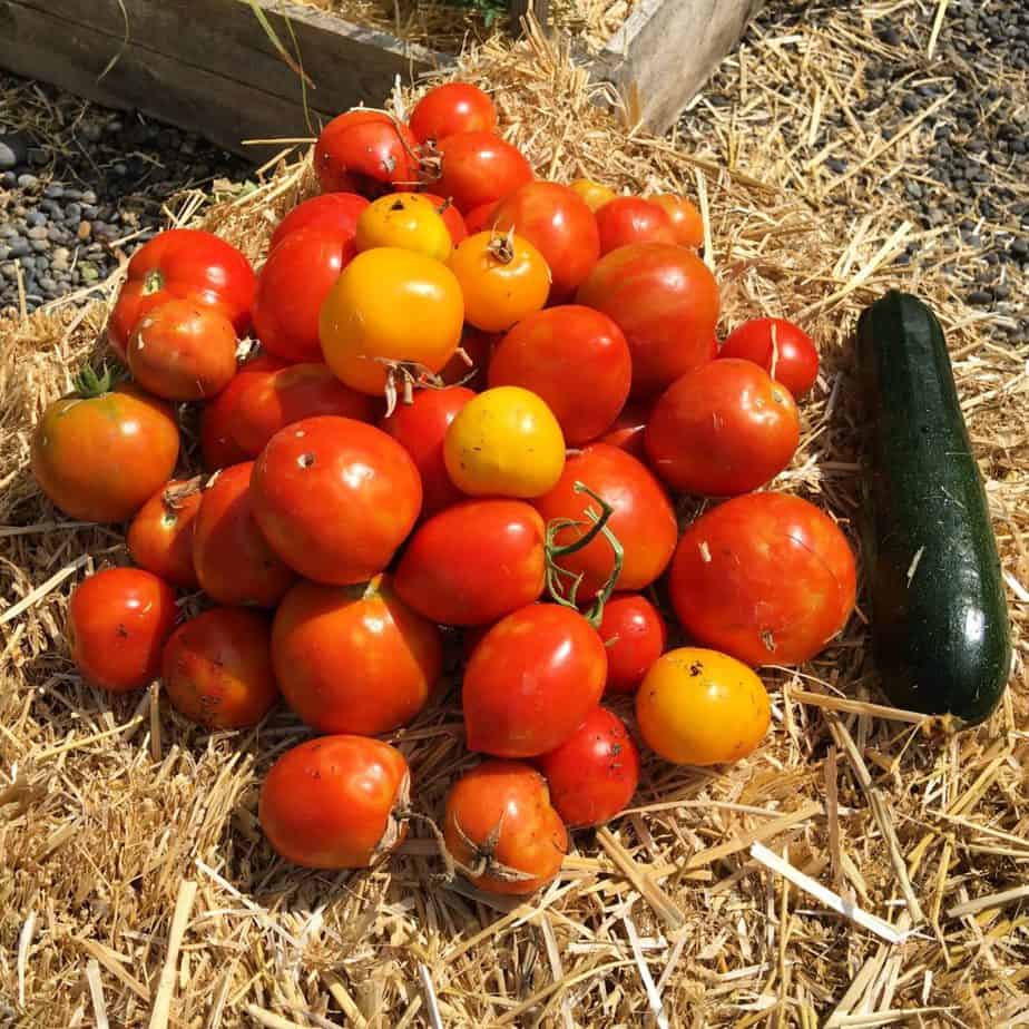 Tomato harvest - plus a zucchini