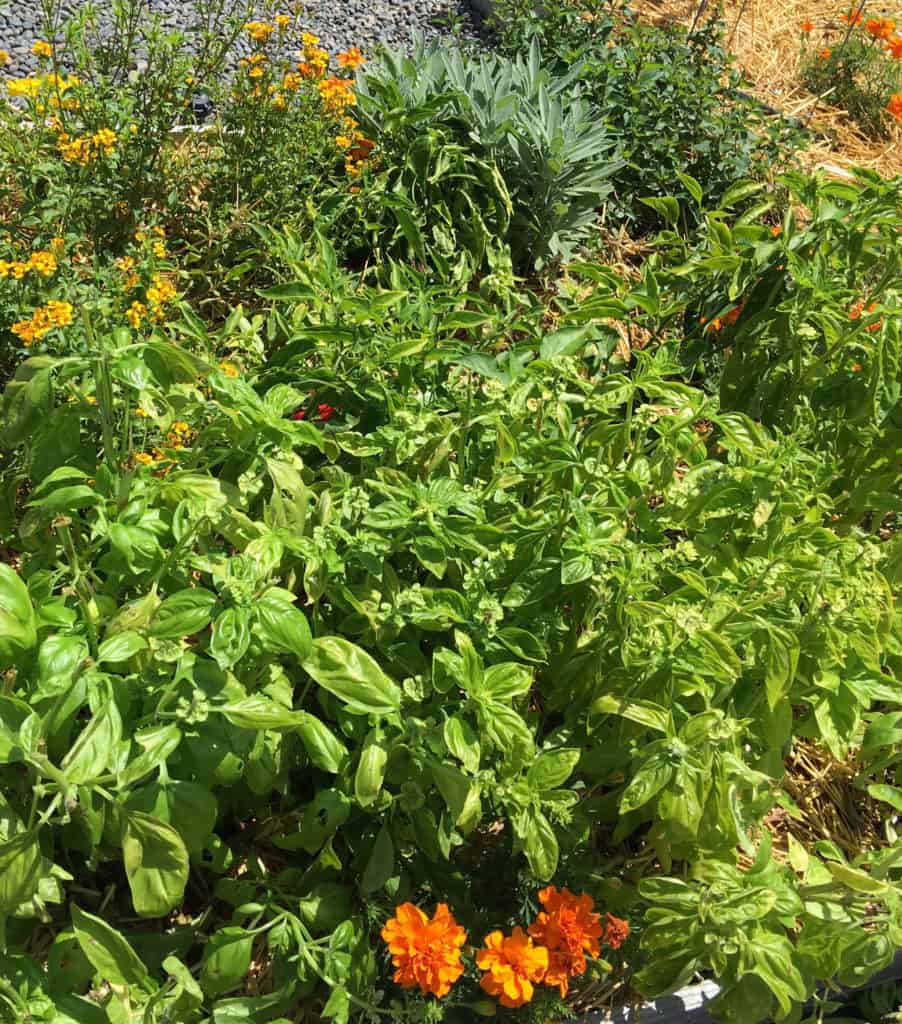 Basil at the height of production - this was a few weeks ago.