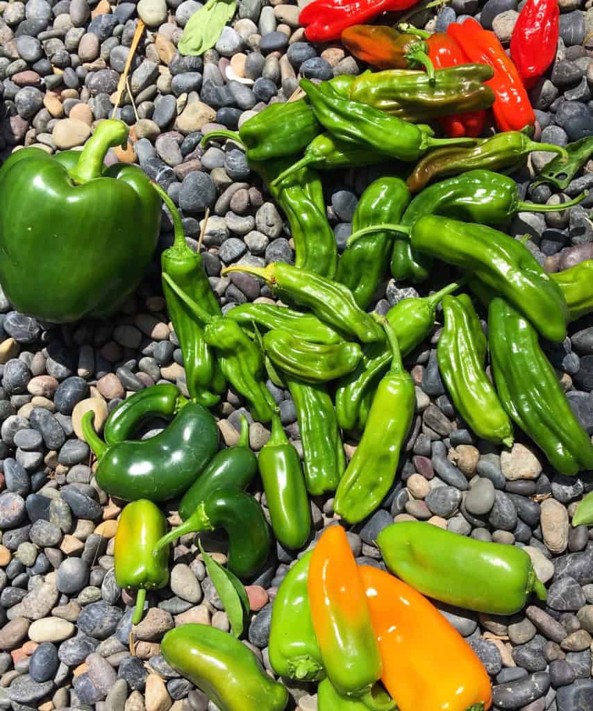 Peppers (clockwise, from top): shishito, banana, jalapeno, and bell peppers.