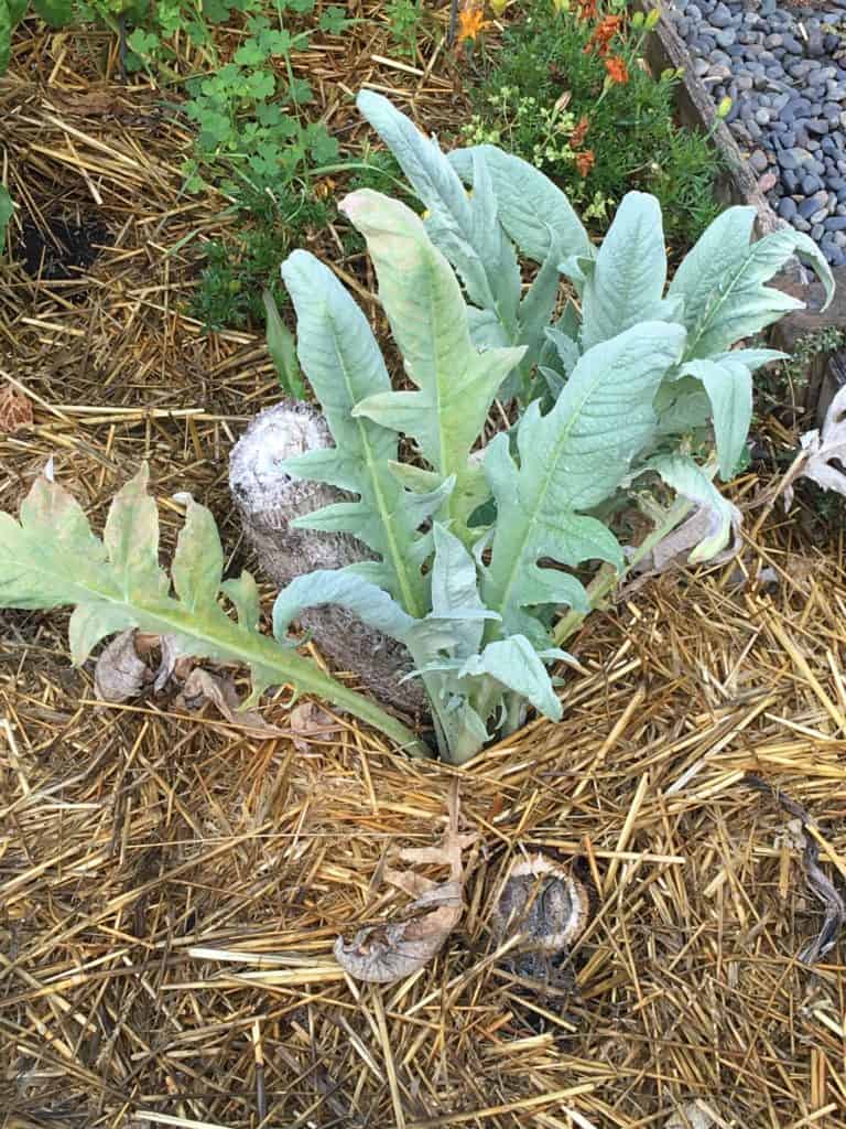 Artichoke - new plants coming up