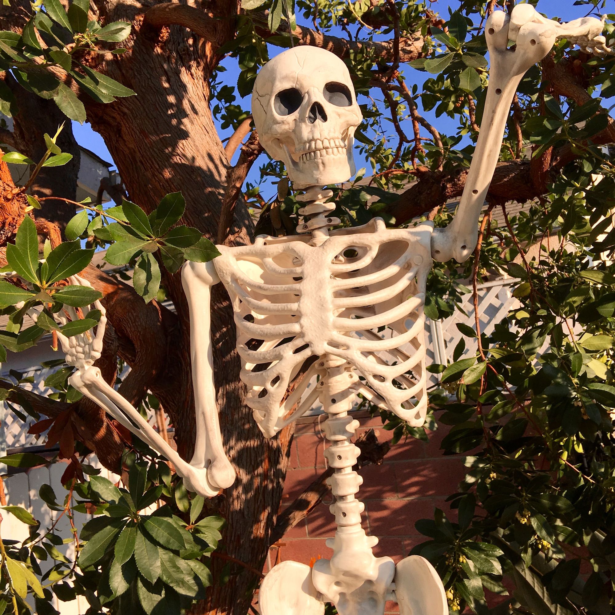 Halloween 2016 Skeleton