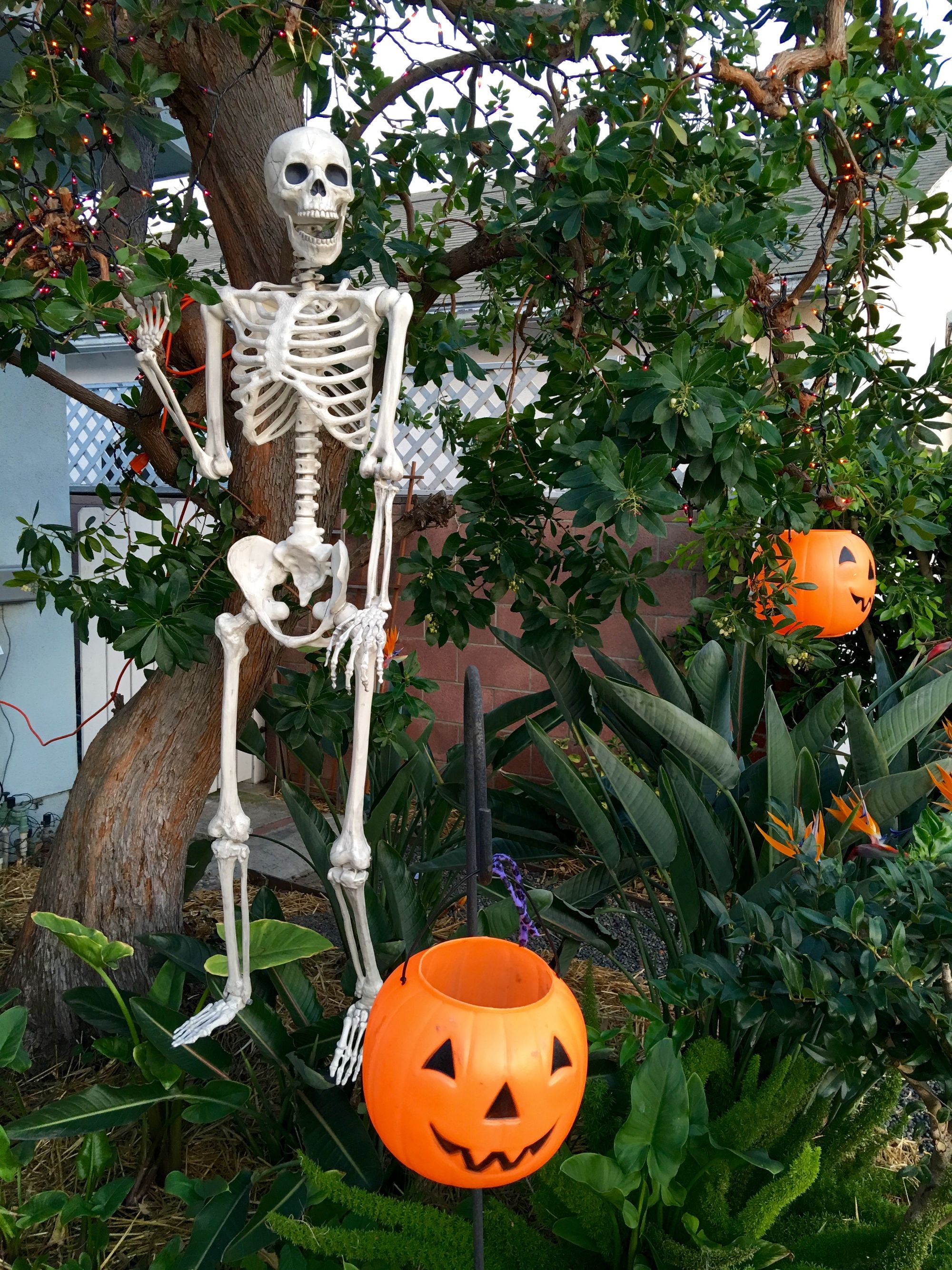 Halloween 2016 Skeleton and Pumpkins