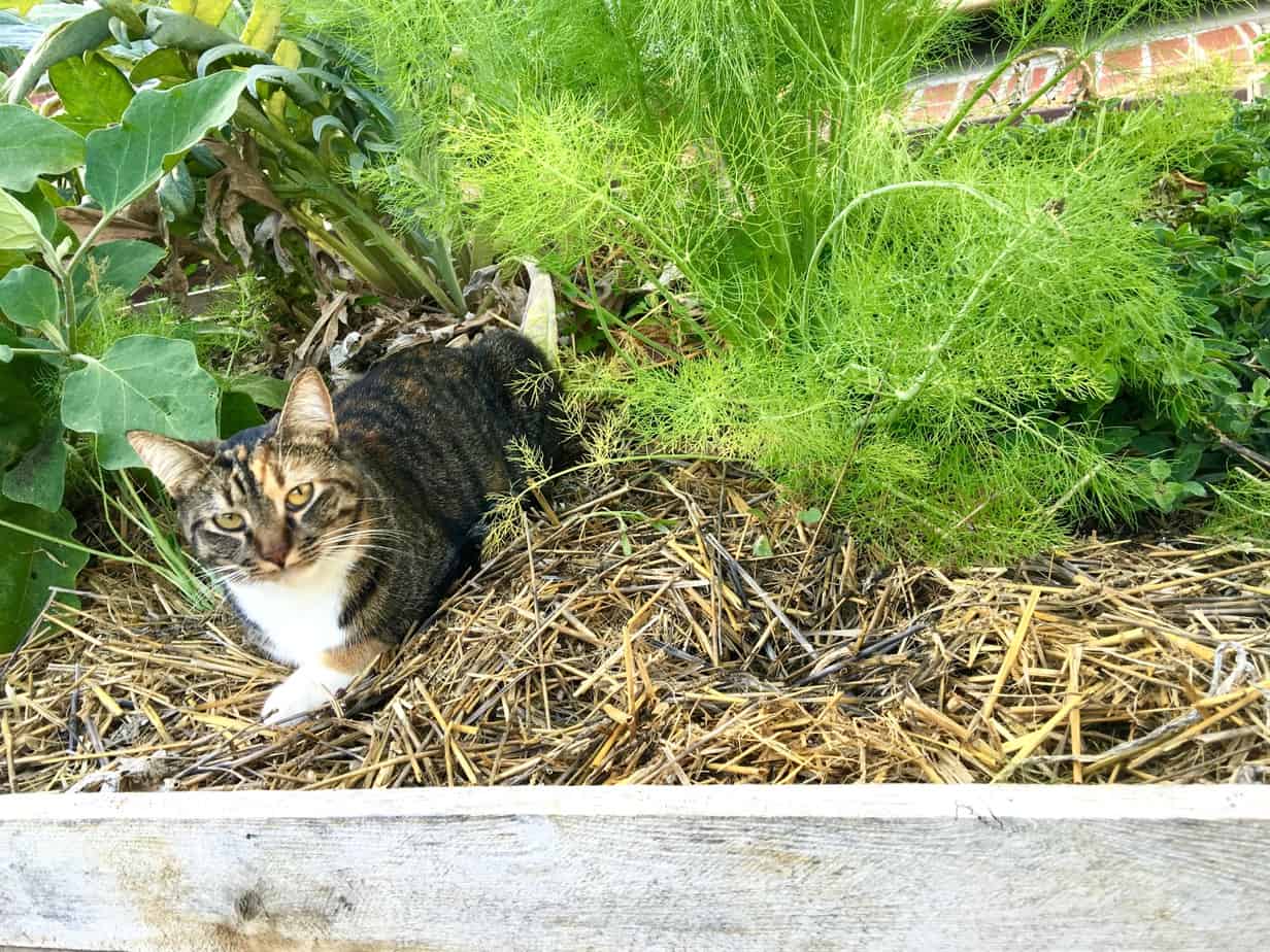 Halloween 2016 Bowie in the Garden