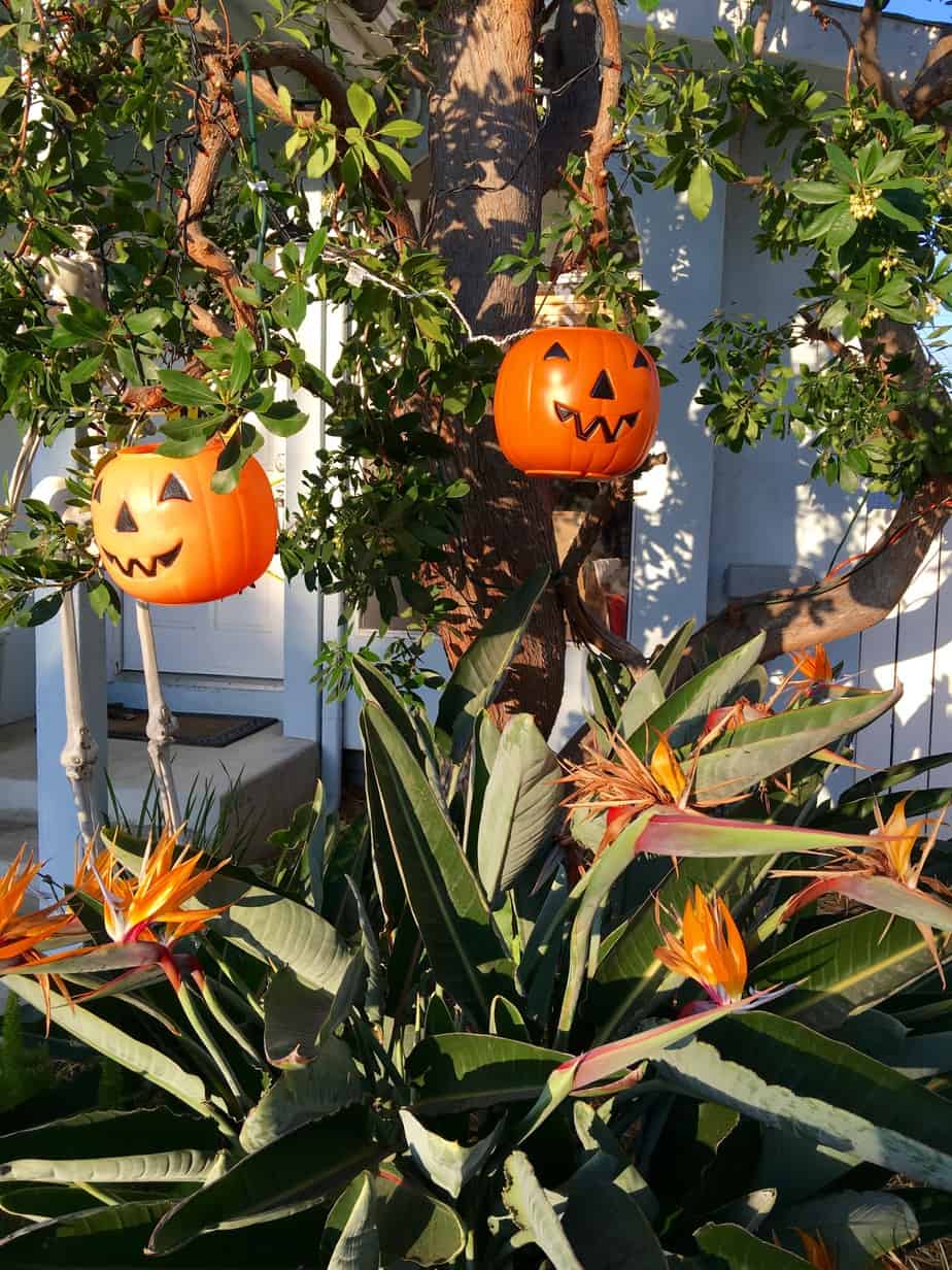 Halloween 2016 Hanging pumpkins
