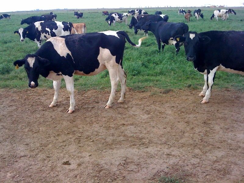 Happy grass-fed cows at Organic Pastures Raw Dairy in Fresno, CA