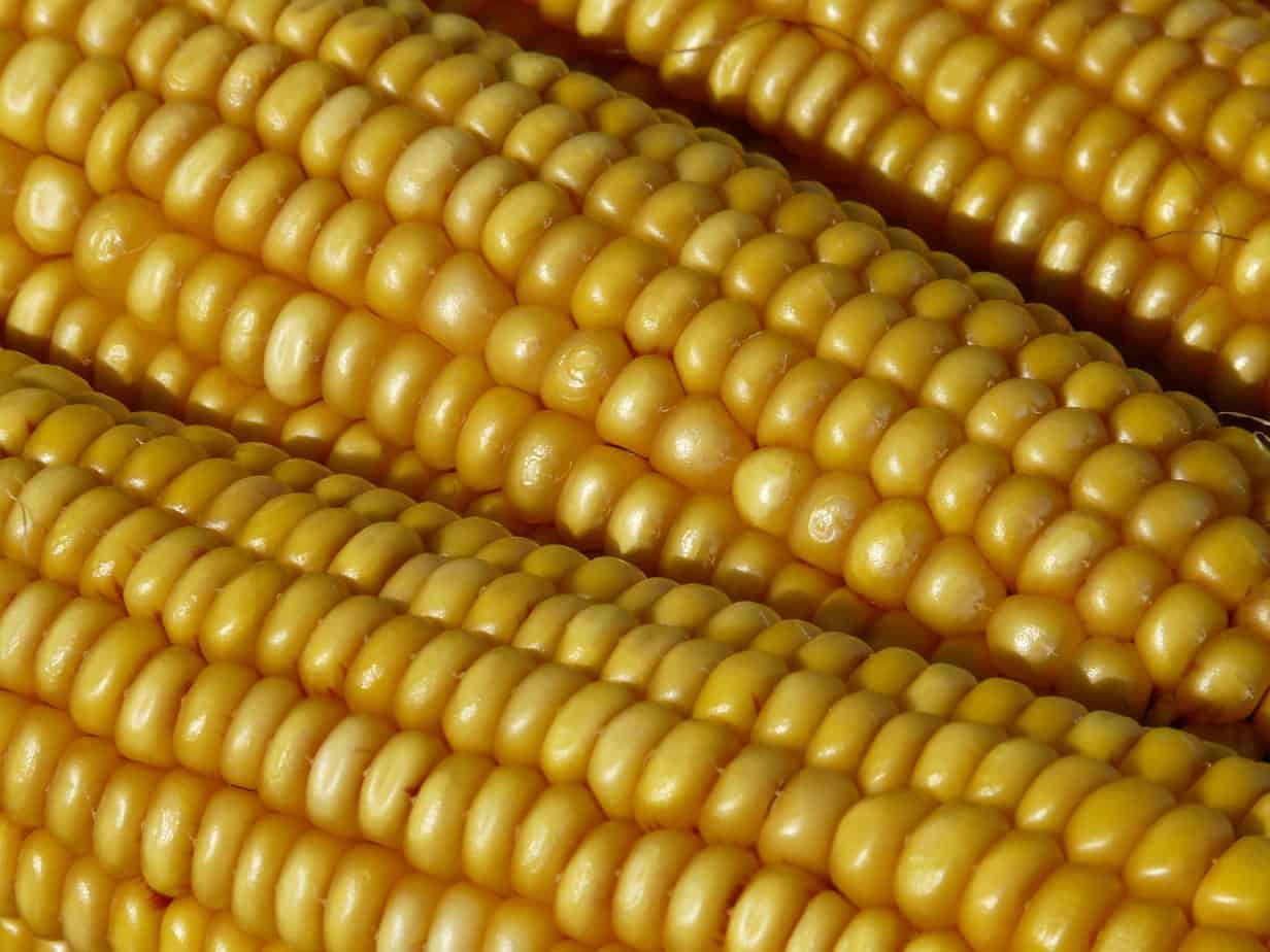 Are Pesticides Feminizing Our Men? Corn