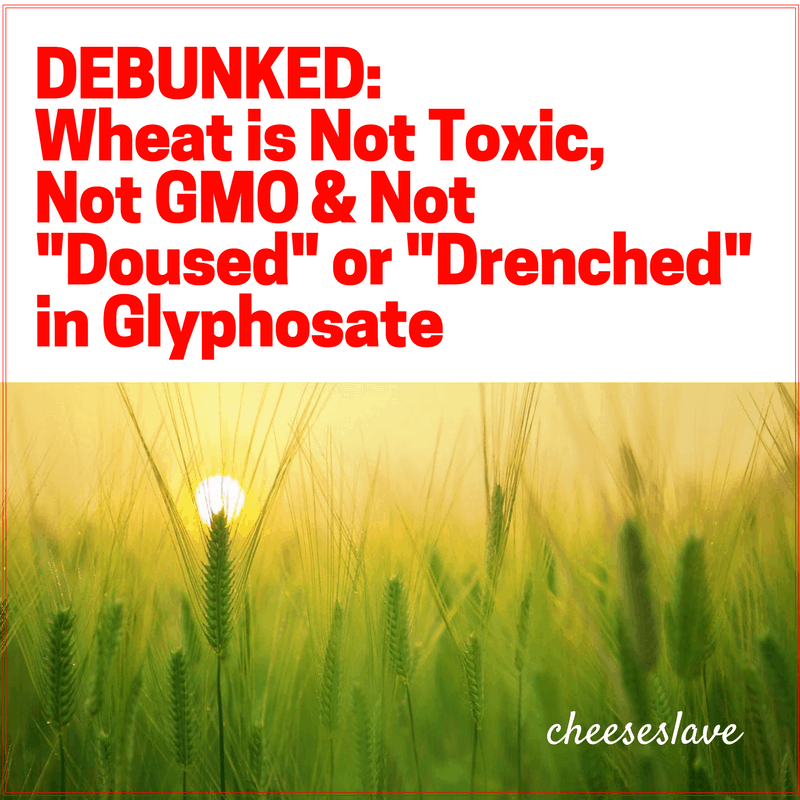 Is Wheat Toxic Is Wheat GMO