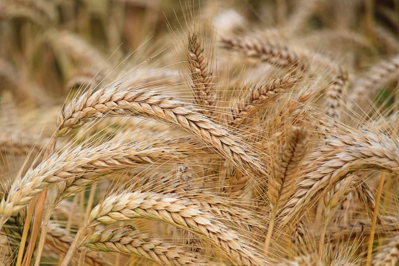 Is Wheat Toxic? Is Wheat GMO? The Answers Will Surprise You